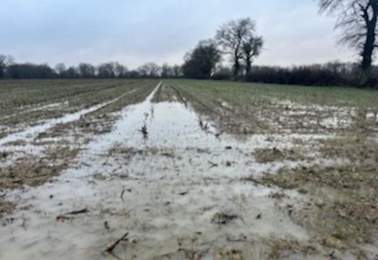Dans l'ouest du département, du triticale sous l'eau.