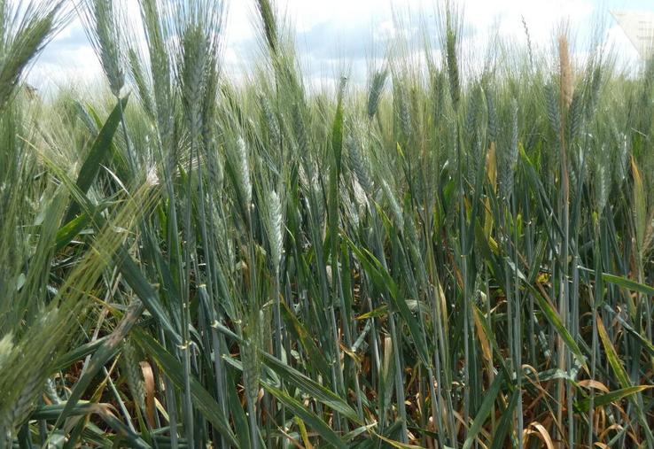 Blé dur, le 22 mai 2025, à St-Georges-du-Bois (17).