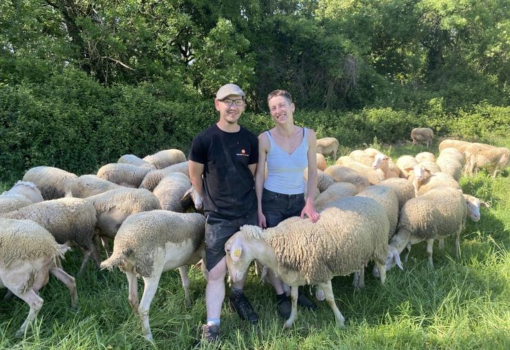 Pour lutter contre les grosses chaleurs, qui freinent l'appétit des brebis, Juliana Hurtevent et Baptiste Nourisson ressortent leur troupeau après la traite du soir. 