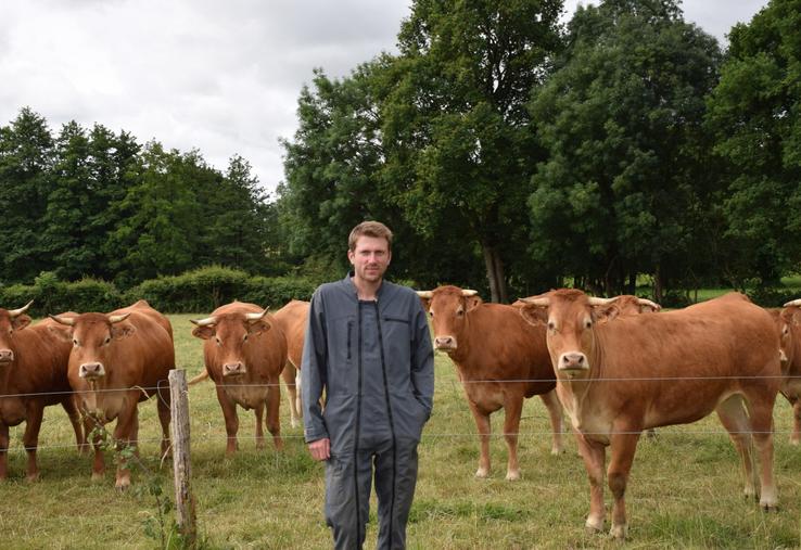 Baptiste Tricot, ici devant ses génisses limousines, conduit son troupeau sur 80 ha de prairies.