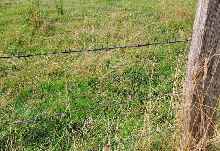Cette clôture avec 5 barbelés convient aux brebis car les rangs du bas sont suffisamment serrés.