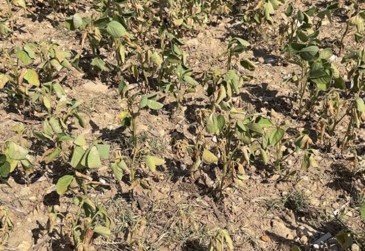 Avec des températures dépassant les 40°C sur de longues durées, les fleurs de soja, par exemple, ont brûlé.
