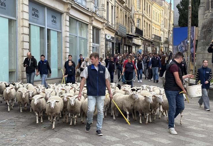 52 brebis ont déambulé à Poitiers pour annoncer le salon La Ferme s'invite.