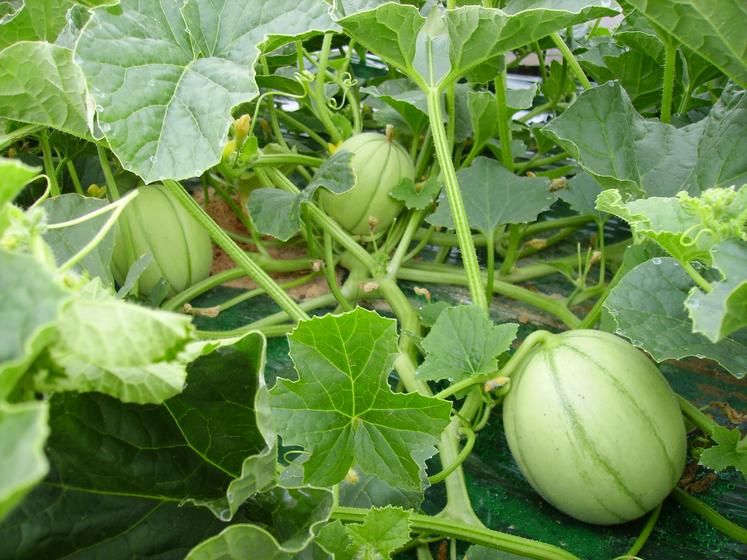 L’Acpel veut mettre en lumière les variétés de melons qui parviennent à mieux supporter les aléas climatiques. 