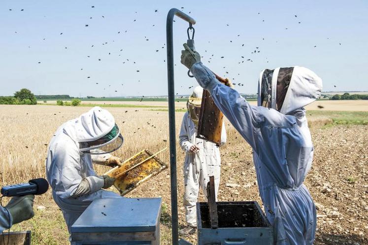 Cinq ruches ont été installées par secteur de 10km2 de la zone atelier Plaine et Val de Sèvre. Elles sont suivies en continu par les chercheurs du centre d’études biologiques de Chizé.