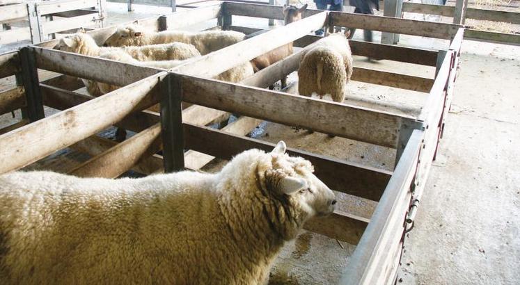 De 2010 à 2013, 125 millions d’euros vont être alloués chaque année au secteur ovin.