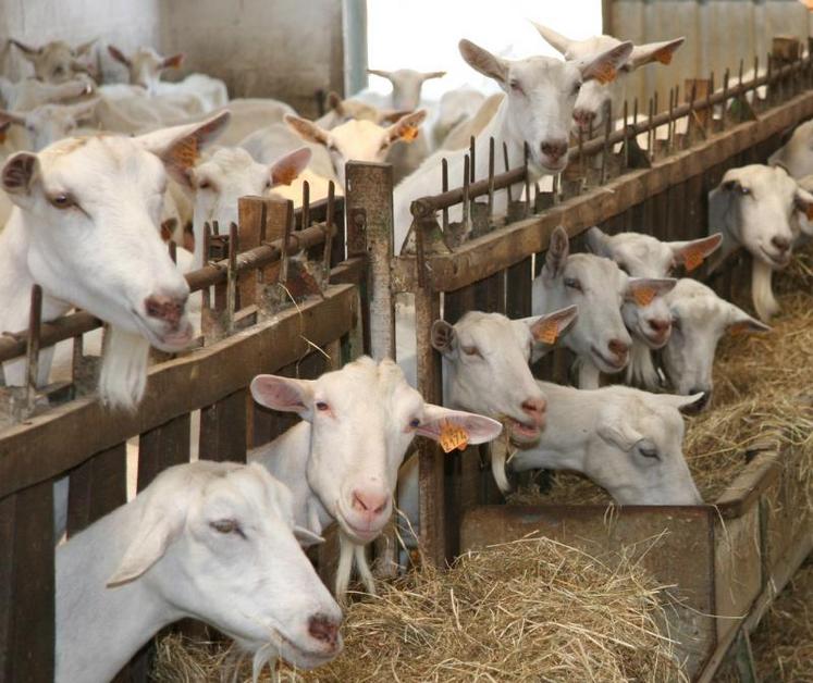 Quinze millions d’euros sont réservés aux chèvres avec un plancher de 25 chèvres pour l’accès à l’aide et un plafond de 400.