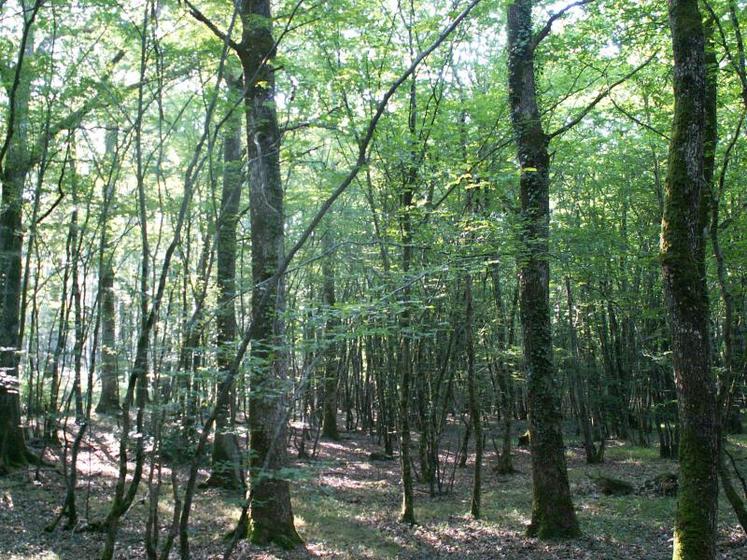En Deux-Sèvres, 45 000 propriétaires forestiers sur les 230000 que compte le département possèdent moins d’un hectare.
