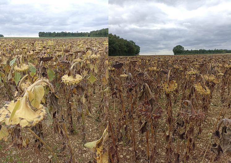 Sur cette parcelle de groie du secteur de Surgères, au 31 août, les tournesols irrigués (à gauche) étaient encore trop humides et ceux de la zone en sec récoltables.