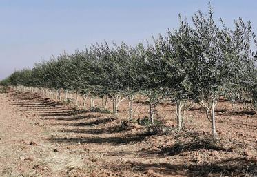 Les vergers d'oliviers sont mis en palissage, comme des vignes.